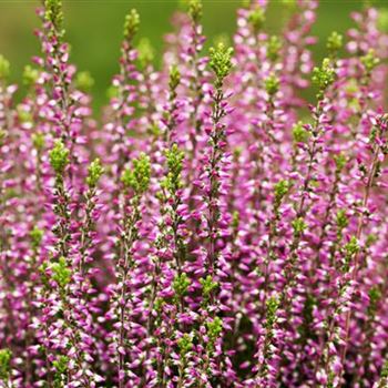 Calluna vulgaris Gardengirls® 'Amethyst'