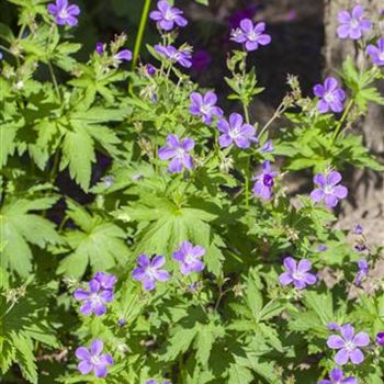 Geranium sylvaticum 'Mayflower'