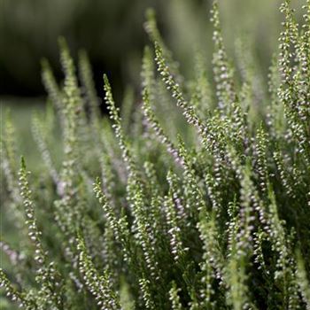 Calluna vulgaris 'Anette'(s)