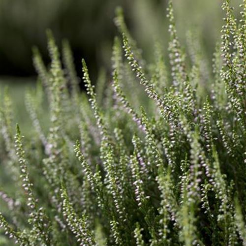 Calluna 'Anette' (R)