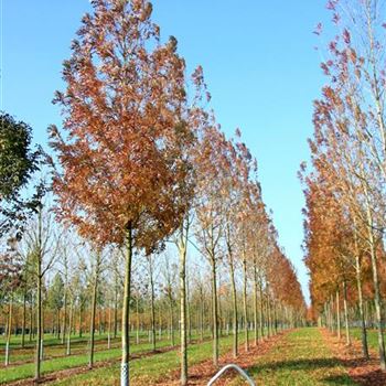 FARA_Sol_baum_5xv_200-300x25-30x500-700_G_ESCH825_22_10_07_20707.jpg