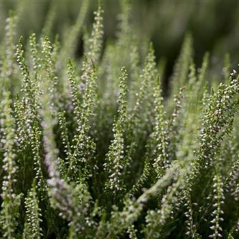 Calluna vulgaris 'Anette'(s)