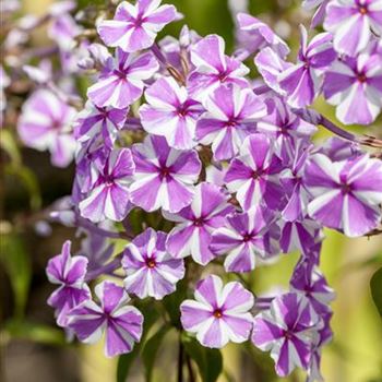 Phlox carolina 'Natascha'