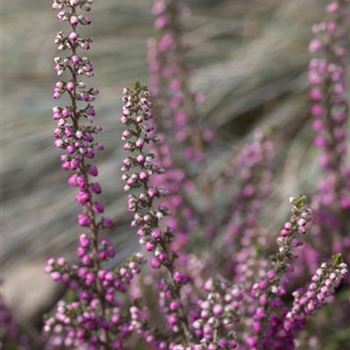 Calluna vulgaris 'Annemarie'