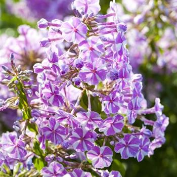 Phlox carolina 'Natascha'