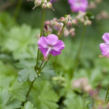 Geranium x cantabrigiense 'Berggarten'