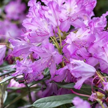 Rhododendron smirnowii