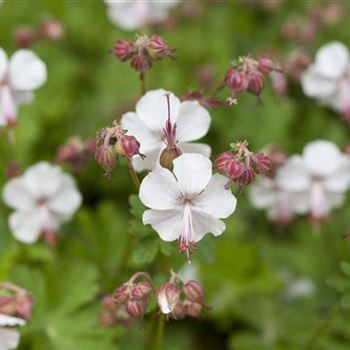 Geranium x cantabrigiense 'Biokovo'