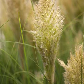 Cortaderia selloana 'Pumila'