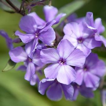 Phlox paniculata 'Blue Paradise'