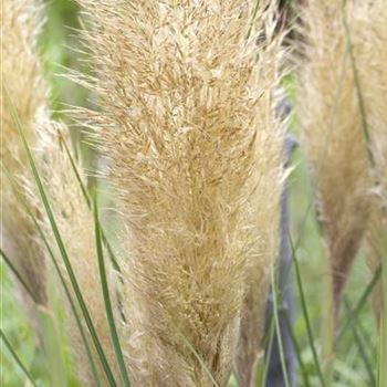 Cortaderia selloana 'Pumila'