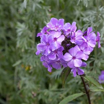 Phlox paniculata 'Blue Paradise'