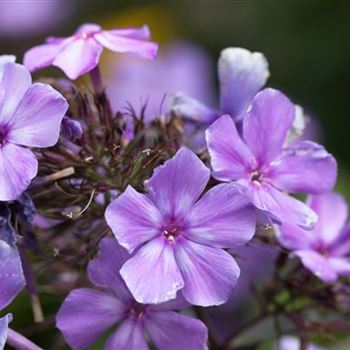 Phlox paniculata 'Blue Paradise'