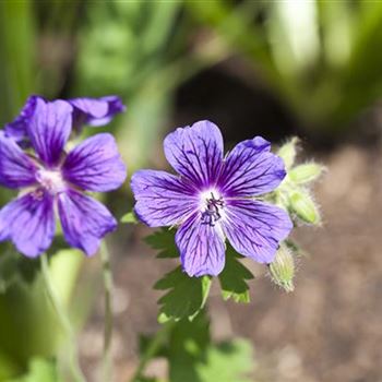 Geranium x magnificum