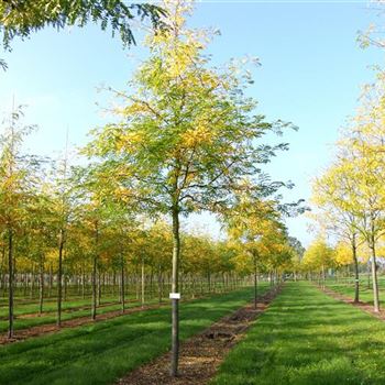 GTSU_Sol_baum_4xv_-200x25-30x400-500_R_ROG427_3_16_10_06_13937.jpg