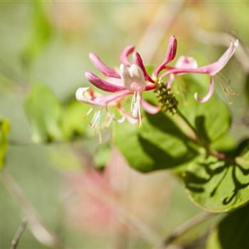 Lonicera heckrottii 'Goldflame'