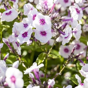 Phlox paniculata 'Bright Eyes'