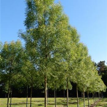 FARA_Sol_baum_5xv_200-300x30-35x500-700_R-539_11_06_15_kd_41382.jpg