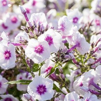 Phlox paniculata 'Bright Eyes'