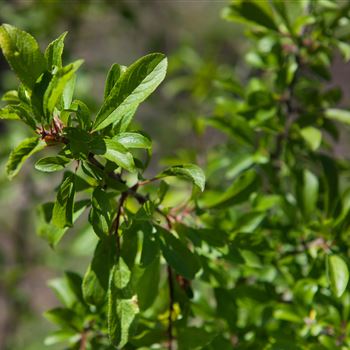 Prunus spinosa