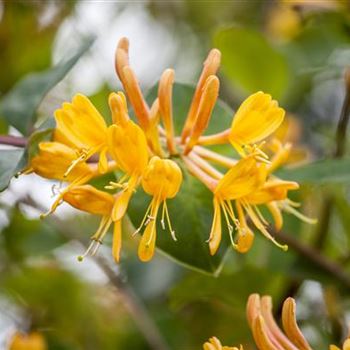 Lonicera tellmanniana