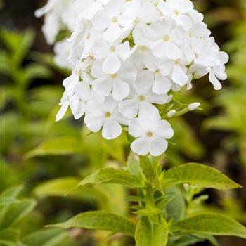 Phlox paniculata 'Fujiyama'