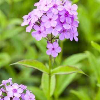 Phlox paniculata 'Hesperis'