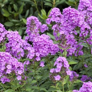 Phlox paniculata