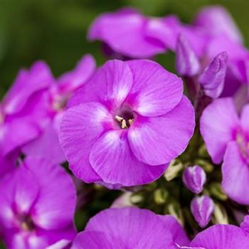 Phlox paniculata