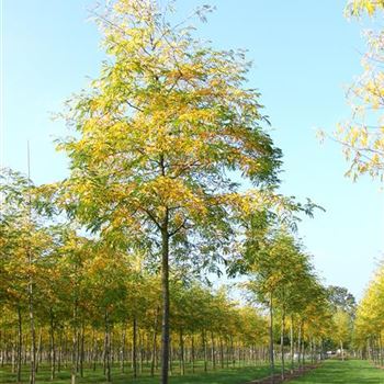 GTSU_Sol_baum_4xv_-200x25-30x400-500_R_ROG427_2_16_10_06_13936.jpg