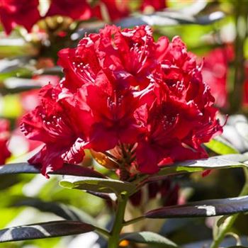 Rhododendron 'Wilgen´s Ruby'