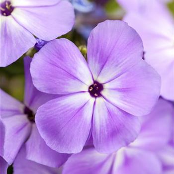 Phlox paniculata