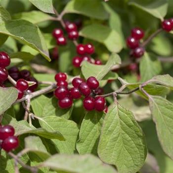 Lonicera xylosteum