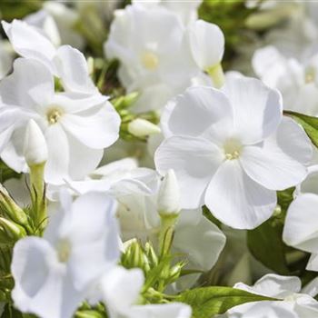 Phlox paniculata