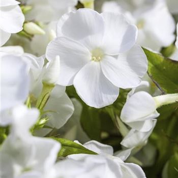 Phlox paniculata