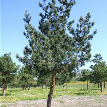 PSGL_Sol_baum_7xv_STU50-60_Kr_br_200-300_Ges_hoe_500-600_STH200_G_WI_03_05_07_17608.jpg