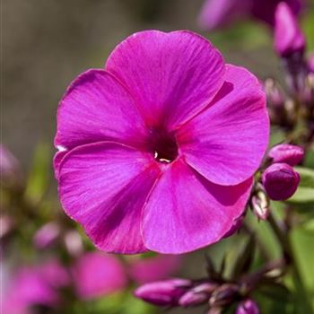 Phlox paniculata