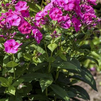 Phlox paniculata