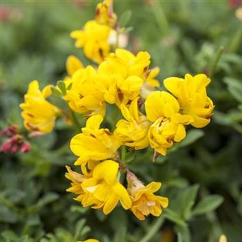 Lotus corniculatus 'Pleniflorus'