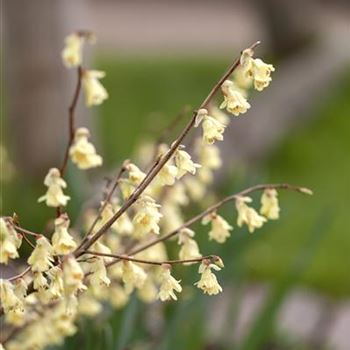 Corylopsis pauciflora