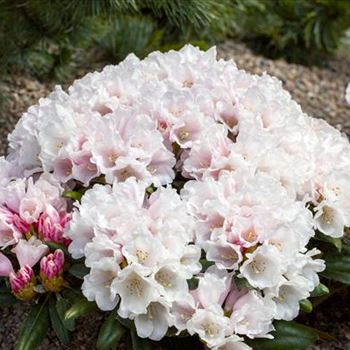 Rhododendron yakushimanum 'Edelweiß'