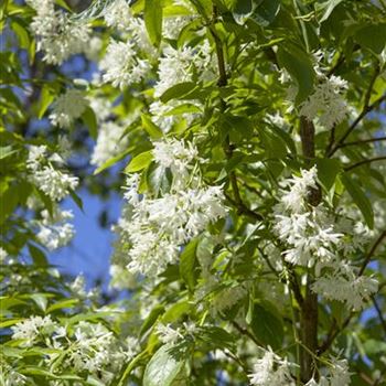 Staphylea colchica