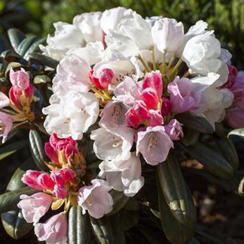 Rhododendron yakushimanum 'Edelweiß'