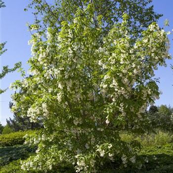 Staphylea colchica