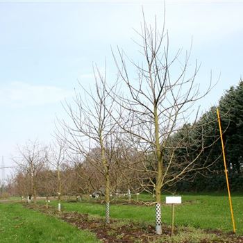 APFEL_Sol_4xv_Br150-200xHoe300-350_OH_HO1153_3B_19_04_06_10792.jpg