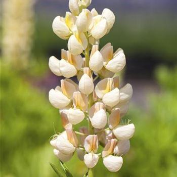 Lupinus polyphyllus 'Kronleuchter'