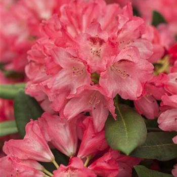 Rhododendron yakushimanum 'Sneezy'