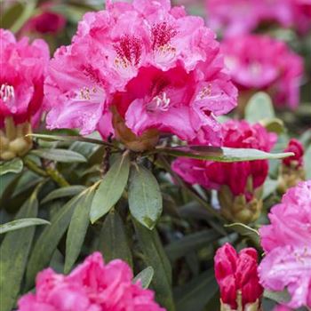 Rhododendron yakushimanum 'Sneezy'