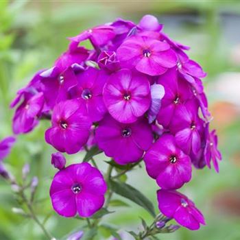 Phlox paniculata 'The King'