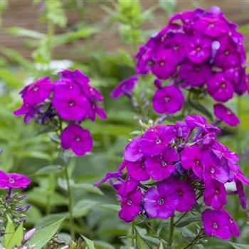 Phlox paniculata 'The King'